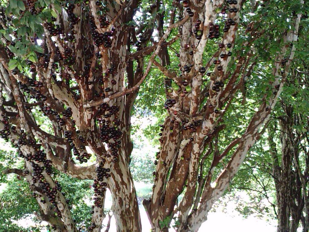 Ecopousada Serra Verde Glaura Zewnętrze zdjęcie